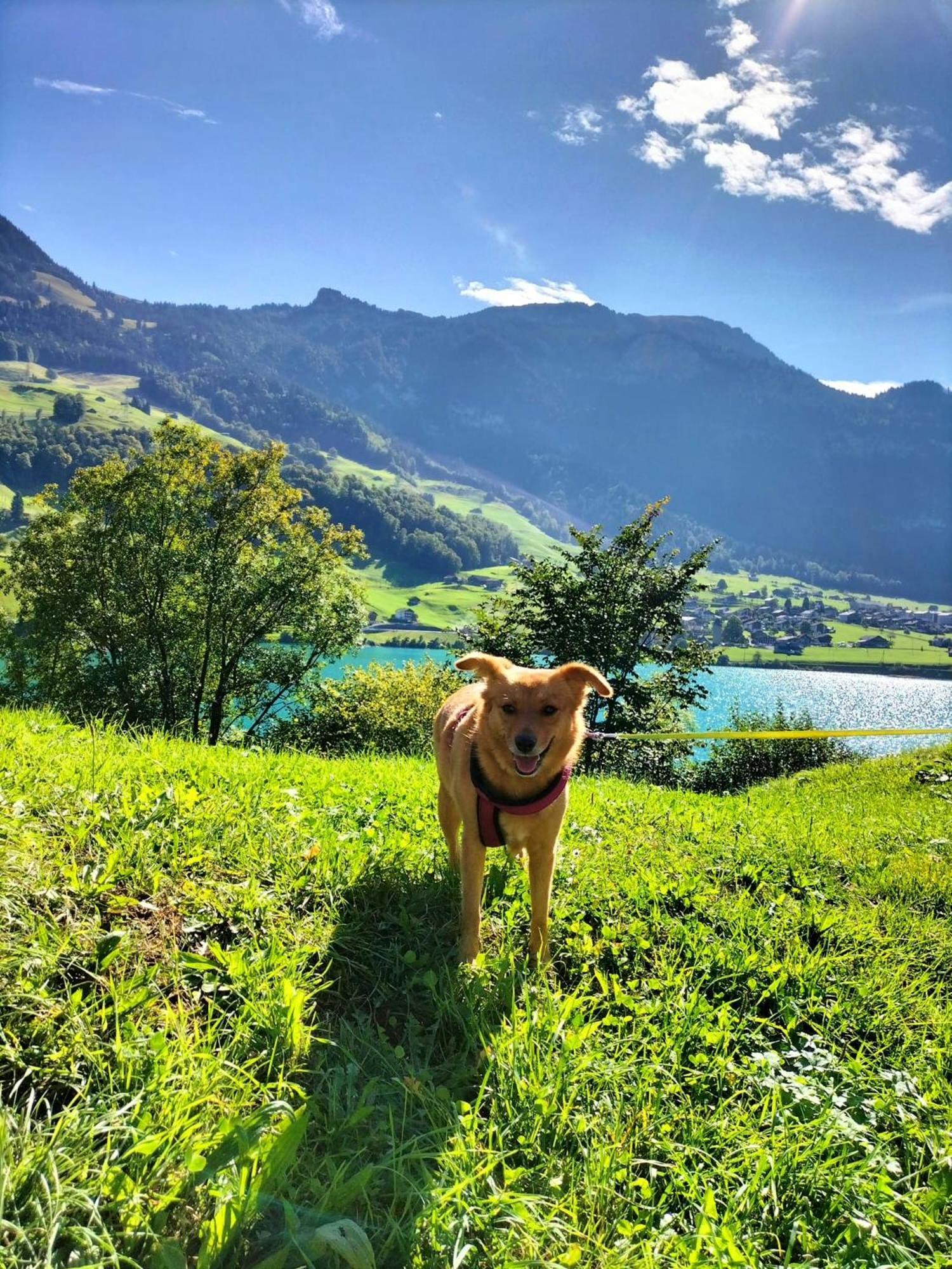 Gemuetliche Fewo Mit Sauna Inmitten Der Berge Meiringen Dış mekan fotoğraf