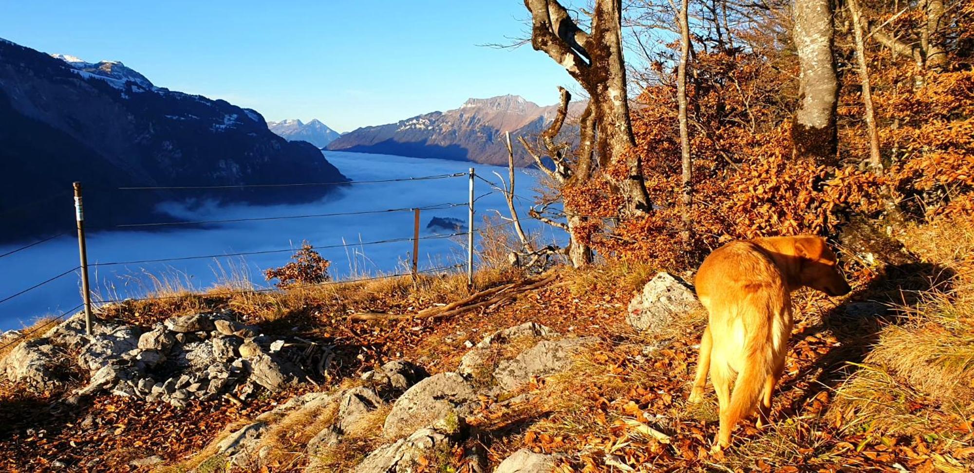 Gemuetliche Fewo Mit Sauna Inmitten Der Berge Meiringen Dış mekan fotoğraf